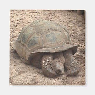 Tortoise Magnet