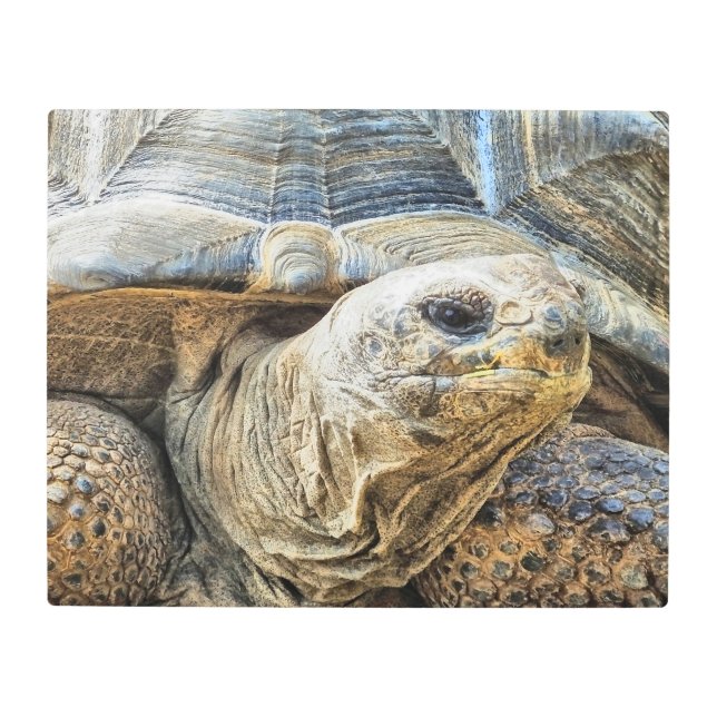 TORTOISE METAL PRINT (Front)