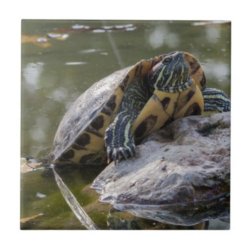 tortoise on lake tile