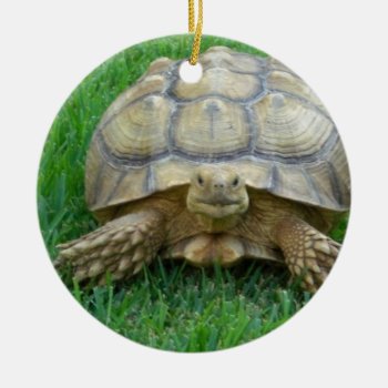 Tortoise Ornaments by WildlifeAnimals at Zazzle