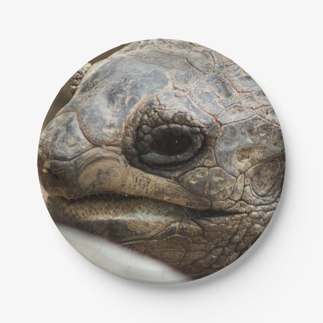 Tortoise Paper Plates (Front)