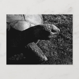 Tortoise Photograph in Black and White Postcard