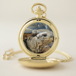 TORTOISE POCKET WATCH