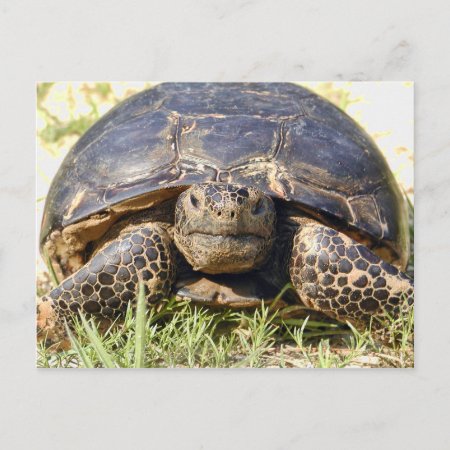Tortoise Postcard