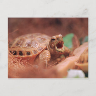 Tortoise Postcard