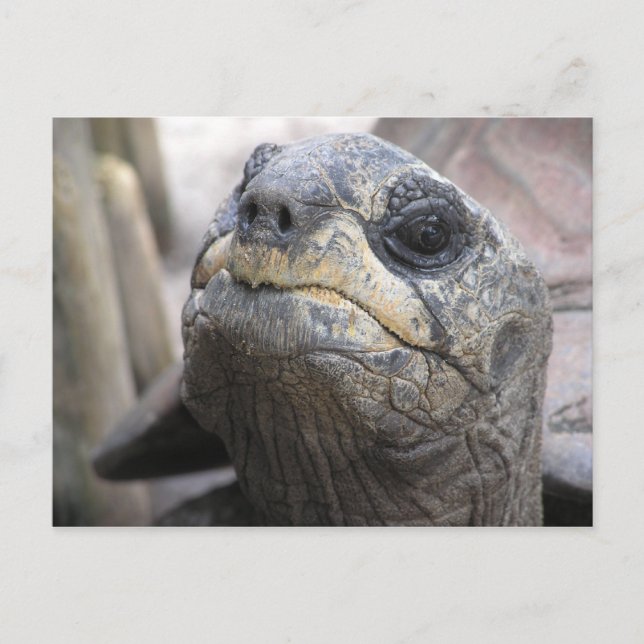 Tortoise Postcard (Front)