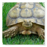 Tortoise Poster Print