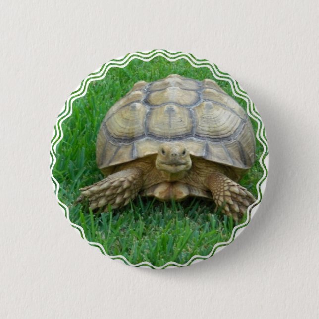 Tortoise Round Button (Front)