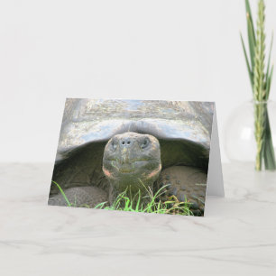 Tortoise, Santa Cruz Island, Galapagos Card