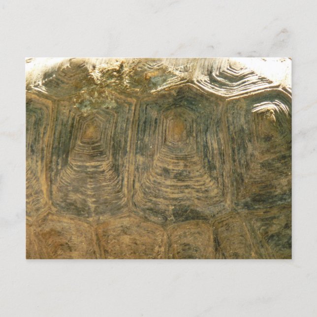 Tortoise Shell Abstract Nature Photo Postcard (Front)