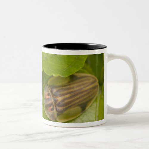 Tortoise shell beetle cloud forest Costa Rica Two_Tone Coffee Mug