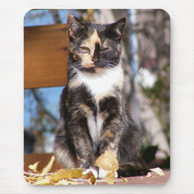 Tortoise Shell Kitten 1 Mouse Pad (Front)