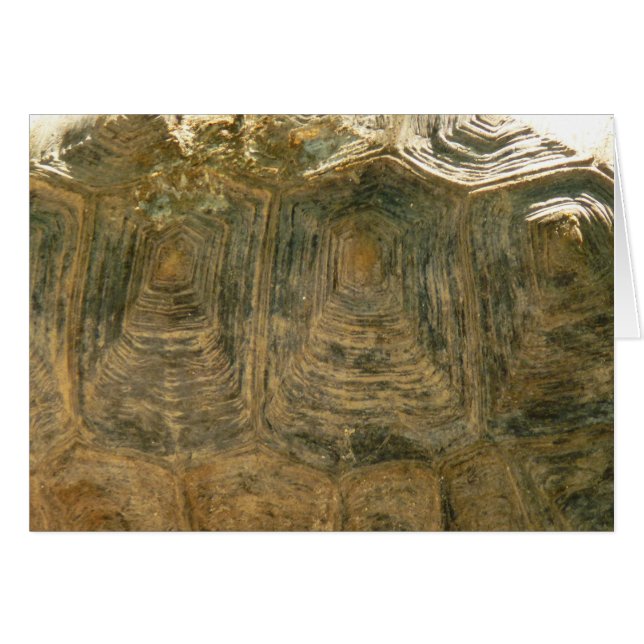 Tortoise Shell Nature Photo Cards (Front Horizontal)
