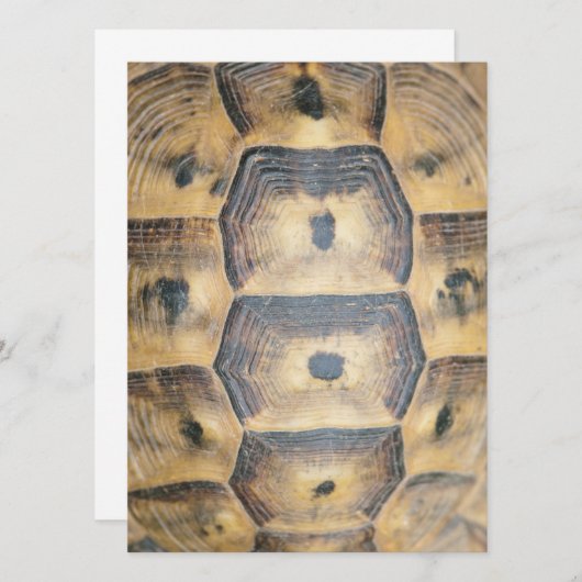 Tortoise Shell Pattern (Front/Back)