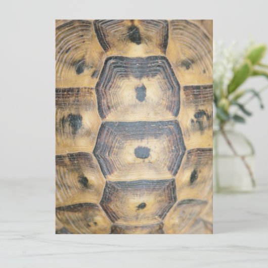 Tortoise Shell Pattern (Standing Front)