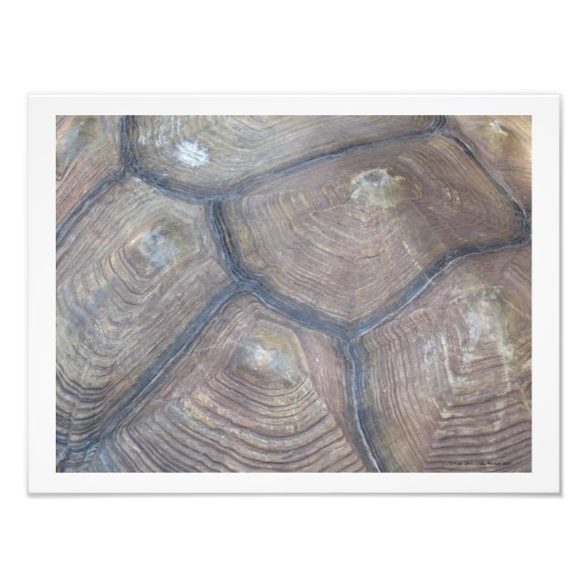 Tortoise Shell Photo by Linda Becker Print (Front)