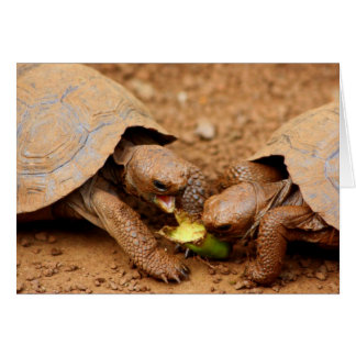 Tortoise Snack Cards