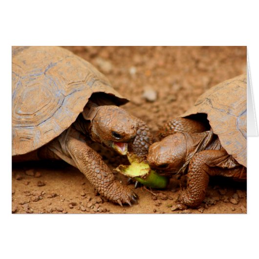 Tortoise Snack Cards (Front Horizontal)