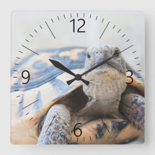 Tortoise Square Wall Clock