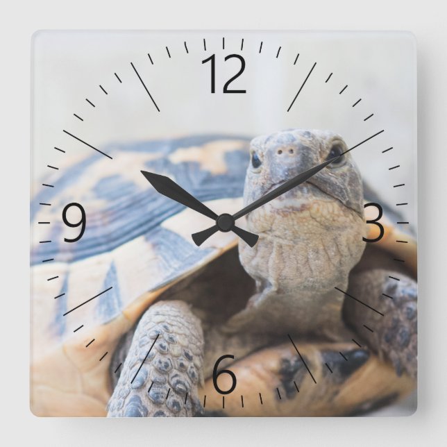 Tortoise Square Wall Clock (Front)