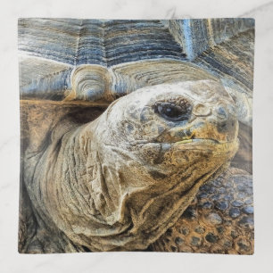 TORTOISE TRINKET TRAY