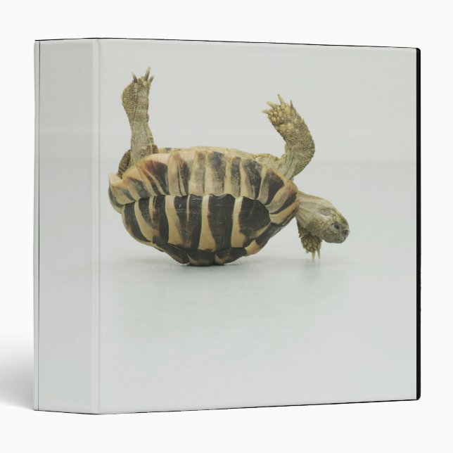 Tortoise upside down, balancing on shell 3 ring binder (Front/Spine)
