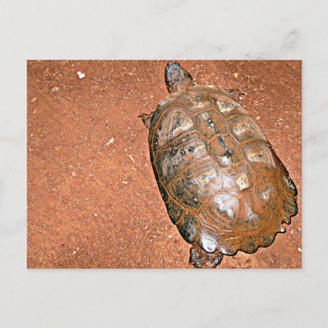 Tortoise walking on brown soil postcard (Front)