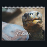 Tortoise Wall Calendar<br><div class="desc">Enjoy these beautiful photographs of a variety of tortoise species--from small box turtles to giant Galapagos tortoises--all year long with the Tortoise Wall Calendar,  taken by talented photographers across the globe.</div>
