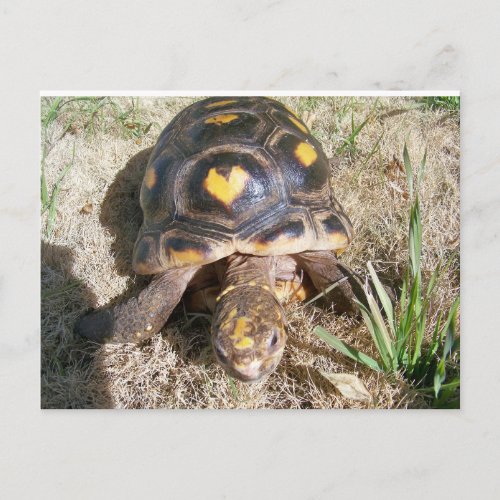 Tortoise with heart pattern postcard