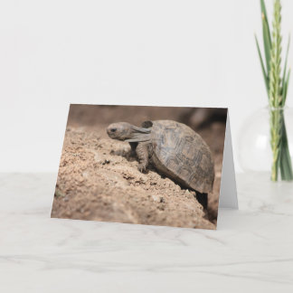 Tortoise's Challenge Card