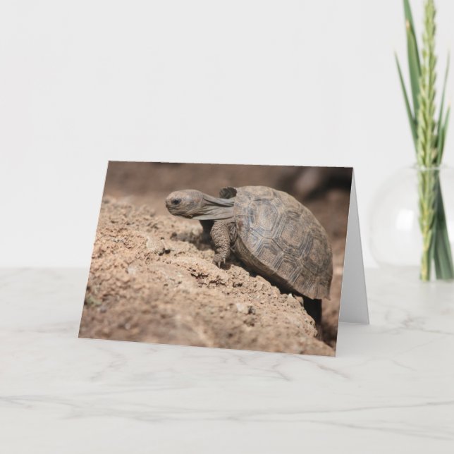 Tortoise's Challenge Card (Front)