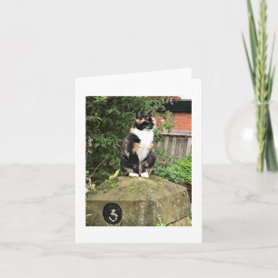Tortoiseshell and White Calico Cat Card