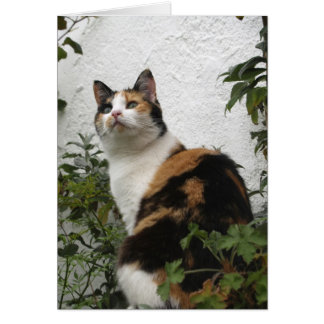 Tortoiseshell and White Cat Cards