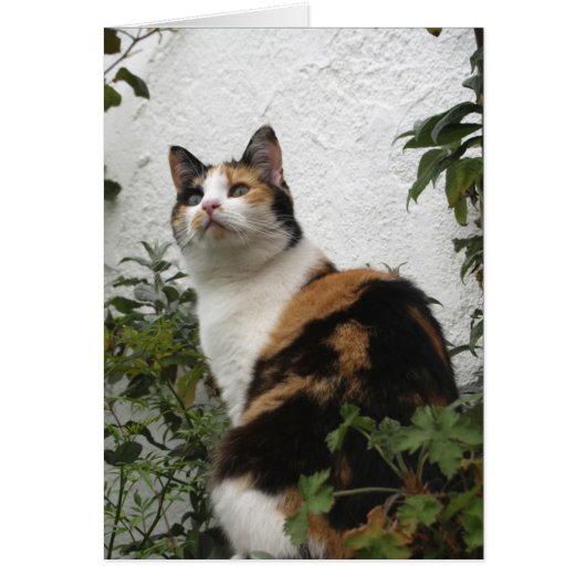 Tortoiseshell and White Cat Cards (Front)