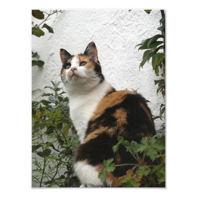 Tortoiseshell and White Cat Photo Print (Front)