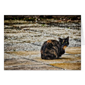 Tortoiseshell Cat (Front Horizontal)