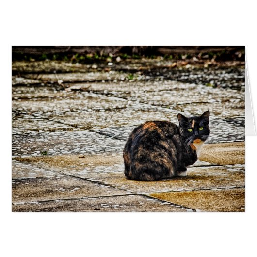 Tortoiseshell Cat Cards (Front Horizontal)