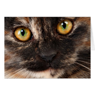 Tortoiseshell Cat Cards