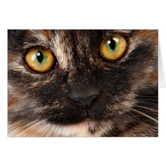 Tortoiseshell Cat Cards (Front Horizontal)