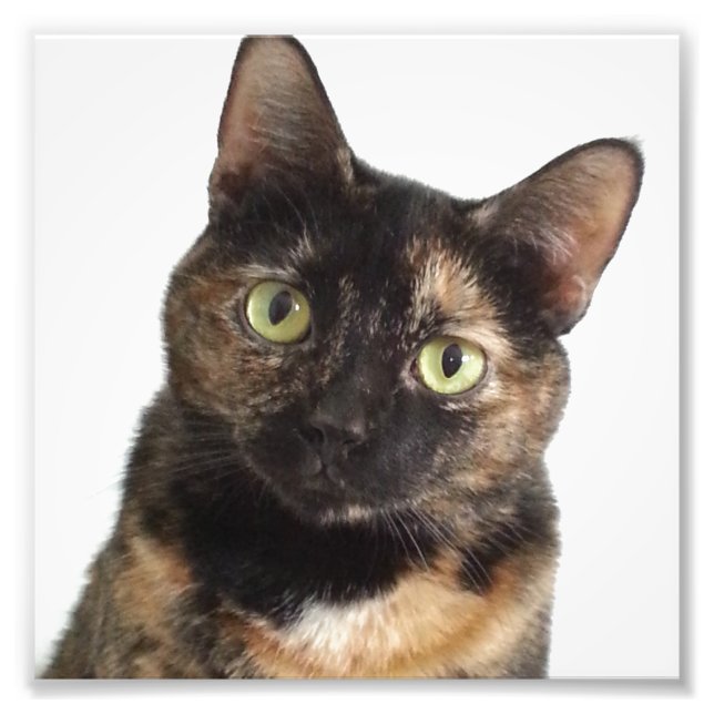 Tortoiseshell Cat Photo Print (Front)