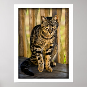 Tortoiseshell Cat Portrait, Closeup Animal Photo Poster