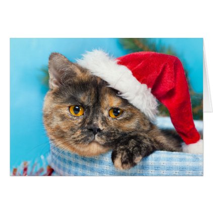 Tortoiseshell Cat Purr-fect Holiday Season Card