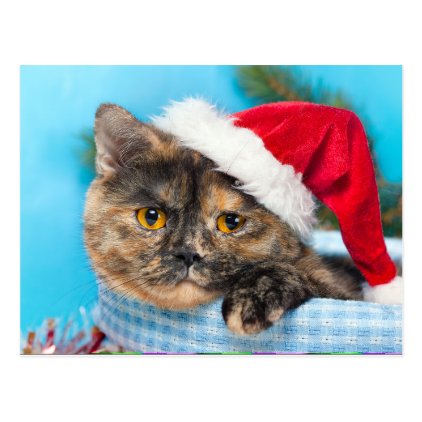 Tortoiseshell Cat Purr-fect Holiday Season Postcard