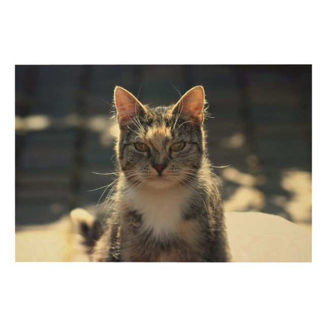 Tortoiseshell Cat Wood Wall Art (Front)