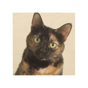 Tortoiseshell Cat Wood Wall Art