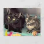 Tortoiseshell Kitten/Black Cat Postcards