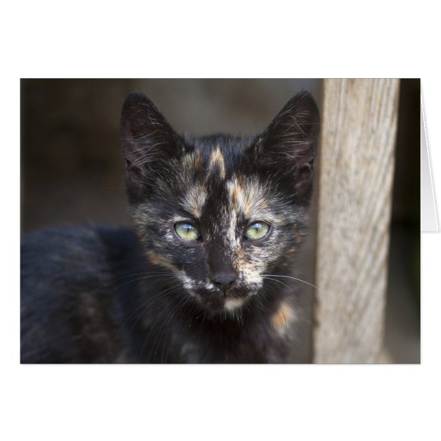 Tortoiseshell Kitten Cards (Front Horizontal)