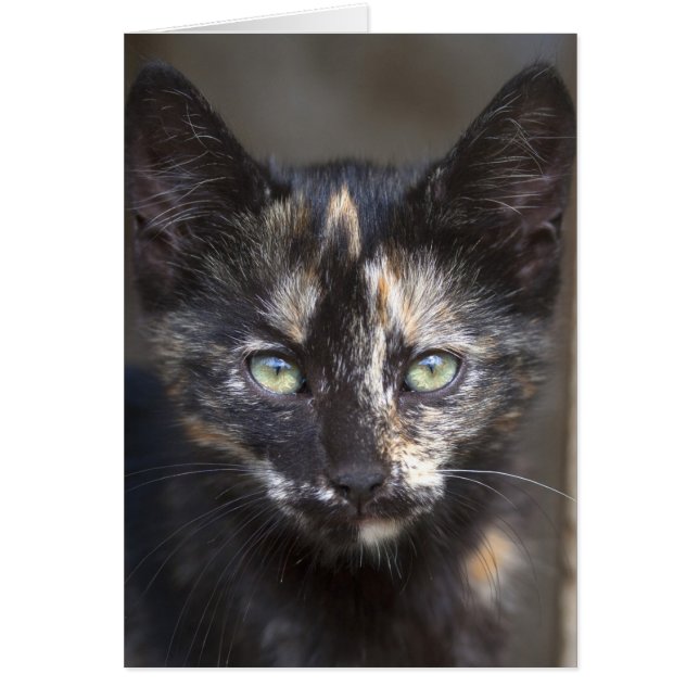 Tortoiseshell Kitten Cards (Front)