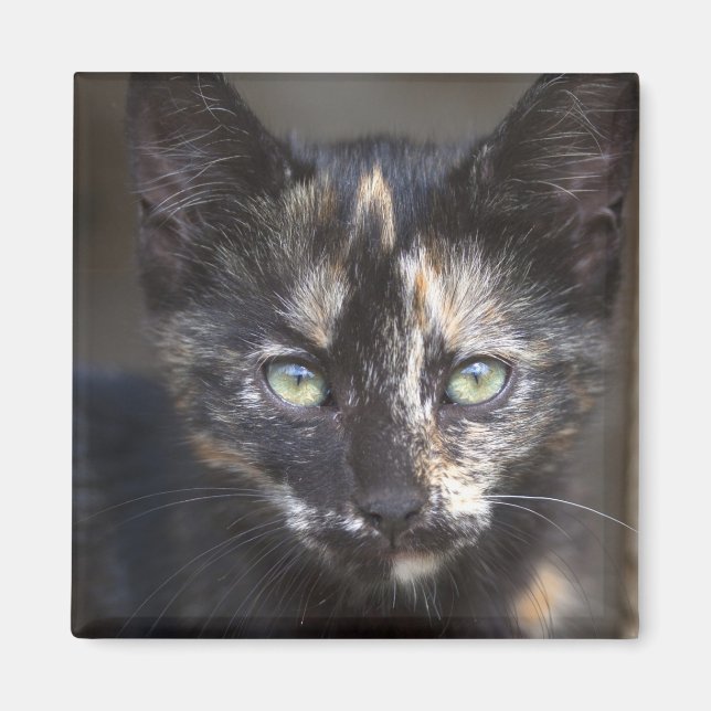 Tortoiseshell Kitten Magnet (Front)