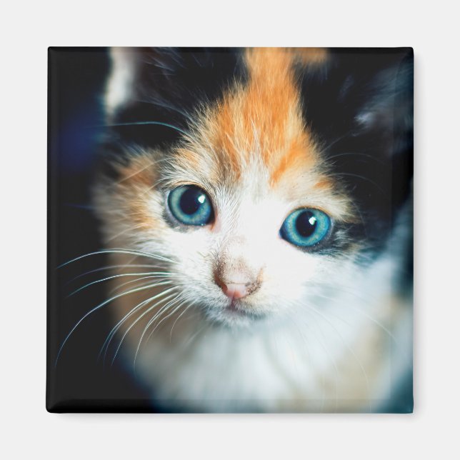 Tortoiseshell kitten magnet (Front)